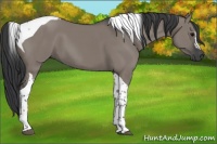Horse Color:Grullo Tobiano 