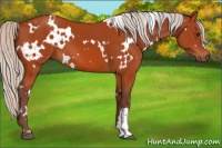Horse Color:White Spotted Silver Brown 