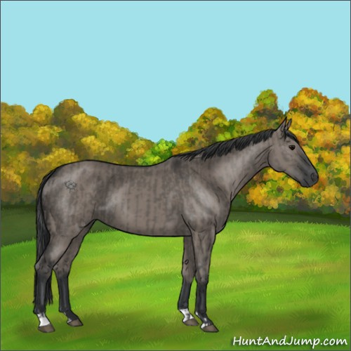 Horse Color:Grullo  and Grullo 