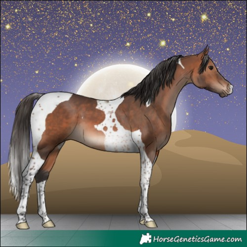 Horse Color:Bay Tobiano 