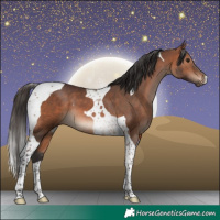 Horse Color:Bay Tobiano