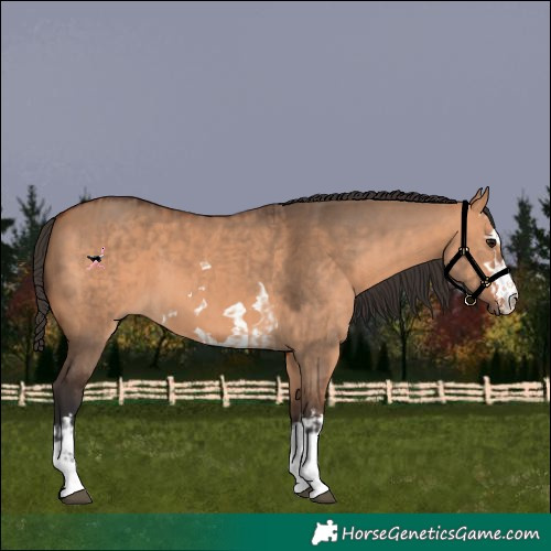 Horse Color:Bay Dun  and Bay Dun 