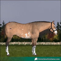 Horse Color:Bay Dun  and Bay Dun 