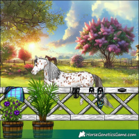 Horse Color:Bay Leopard 