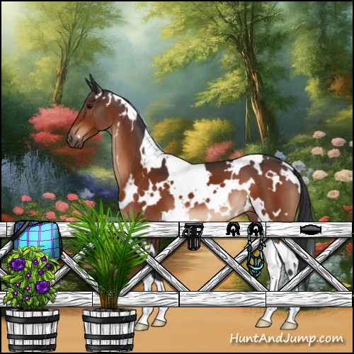 Horse Color:White Spotted Bay