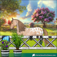 Horse Color:Bay Pearl Appaloosa Rabicano 
