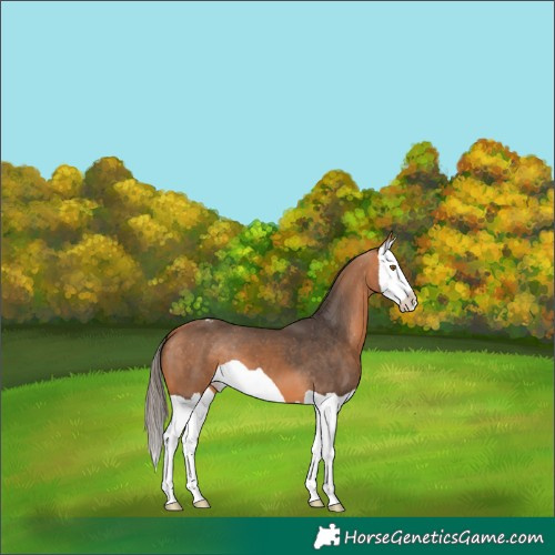 Horse Color:Bay Splash Appaloosa