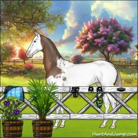 Horse Color:Liver Chestnut Splash Appaloosa 