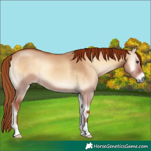 Horse Color:Red Dun Onyx 