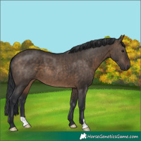 Horse Color:Brown Dun Brindle 