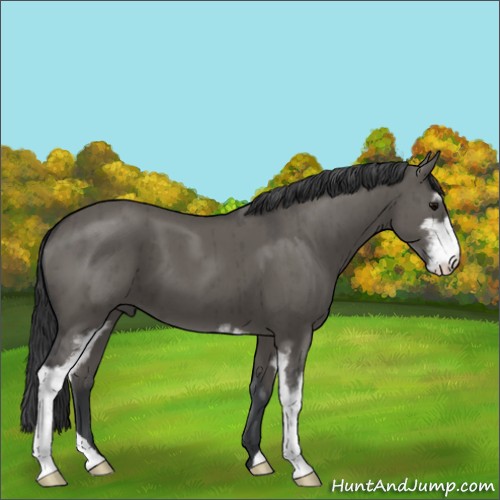 Horse Color:Grullo Sabino Brindle 