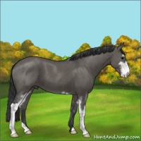 Horse Color:Grullo Sabino Brindle