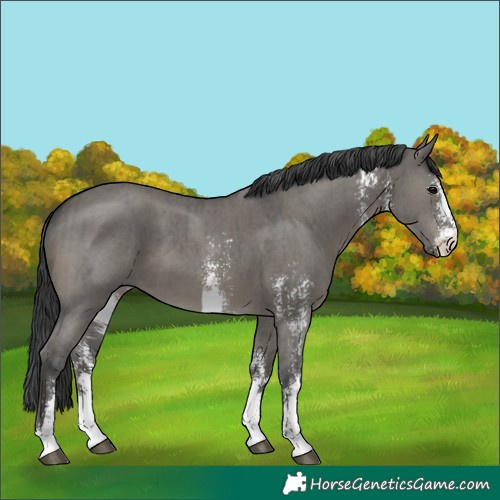Horse Color:Grullo Sabino Brindle 