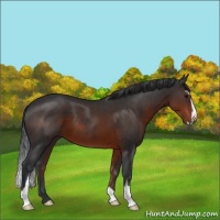 Horse Color:Brown Sabino 