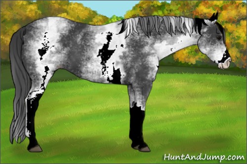Horse Color:White Spotted Black 