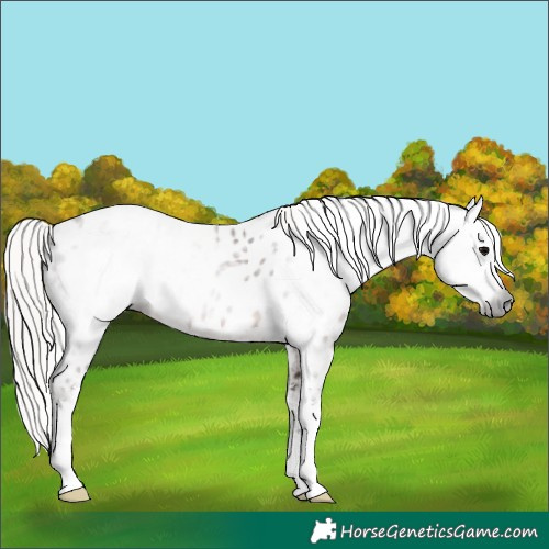 Horse Color:Gray Silver Black Sabino Appaloosa 
