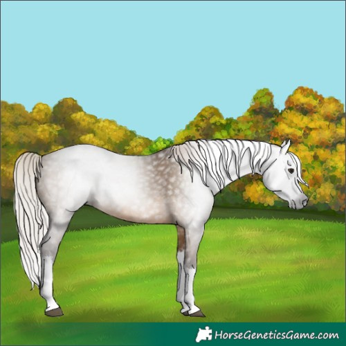 Horse Color:Gray Silver Brown Dun Sabino Splash 