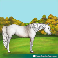 Horse Color:Gray Silver Brown Dun Sabino Splash 