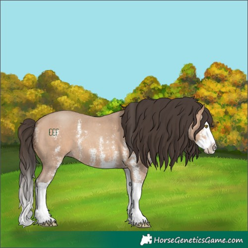 Horse Color:Amber Champagne Sabino Splash 