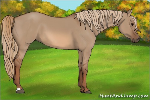 Horse Color:Red Dun
