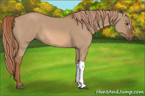 Horse Color:Red Dun 