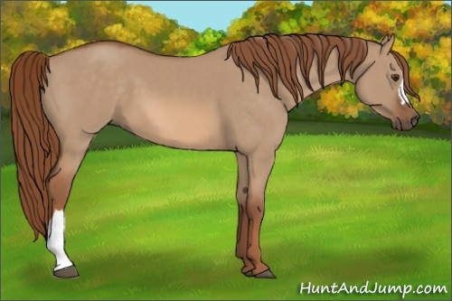 Horse Color:Red Dun