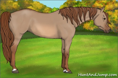Horse Color:Red Dun