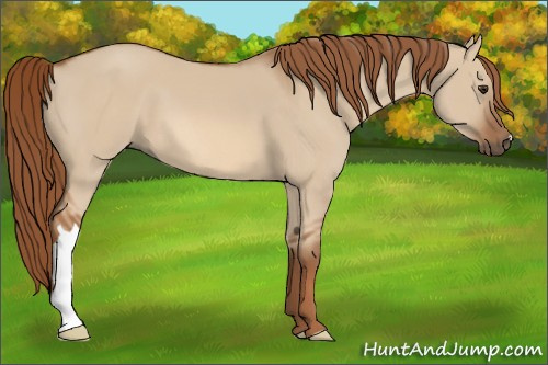 Horse Color:Red Dun 