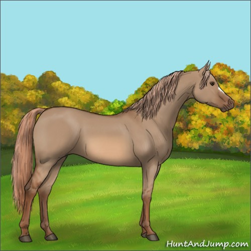 Horse Color:Red Dun