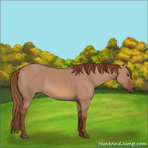 Horse Color:Red Dun 