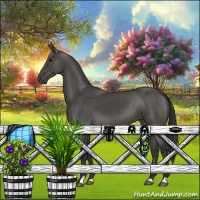 Horse Color:Black 
