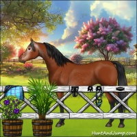 Horse Color:Gray Bay 