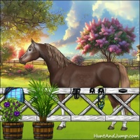 Horse Color:Gray Chestnut 
