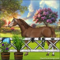 Horse Color:Gray Chestnut 