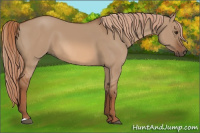 Horse Color:Red Dun 