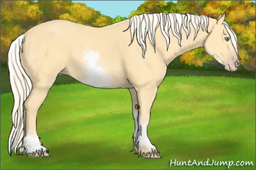 Horse Color:White Spotted Gold Cream Champagne 