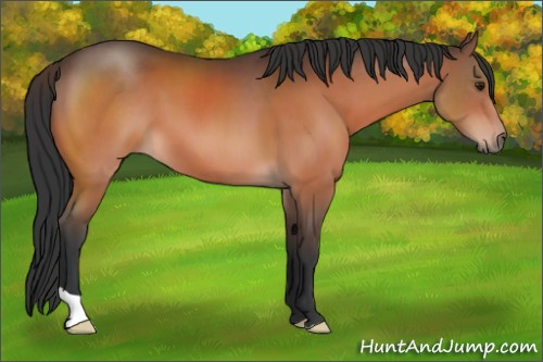 Horse Color:Brown 
