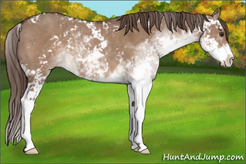 Horse Color:Liver Red Dun Sabino Rabicano 