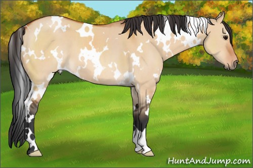 Horse Color:White Spotted Bay Dun 