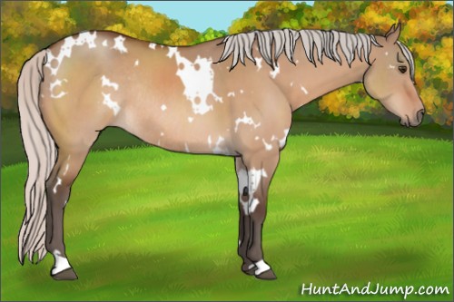 Horse Color:White Spotted Silver Bay Dun Rabicano 