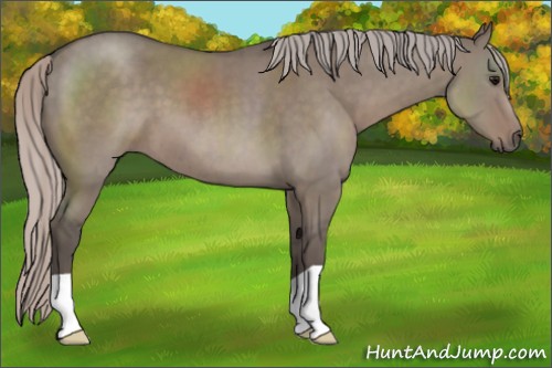 Horse Color:Silver Grullo 