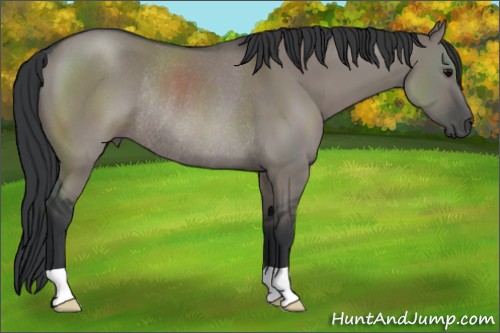 Horse Color:Grullo Rabicano 