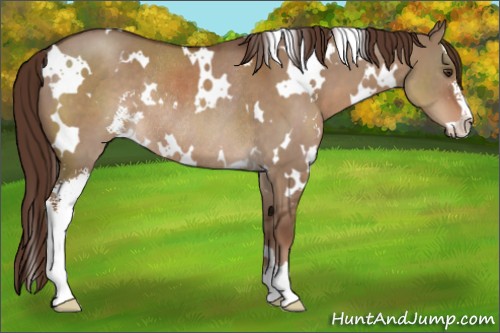 Horse Color:White Spotted Liver Red Dun Sabino Rabicano 
