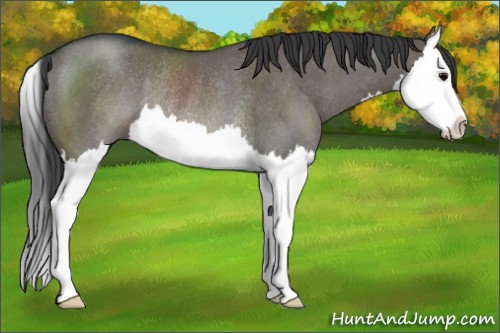Horse Color:Grullo Sabino Splash Rabicano 