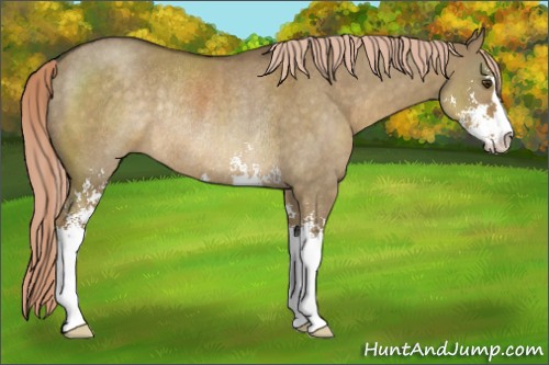 Horse Color:Chocolate Palomino Dun Sabino Rabicano 