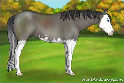 Horse Color:Grullo Sabino Splash 