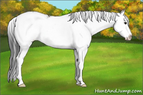 Horse Color:Grullo Sabino Splash Rabicano 