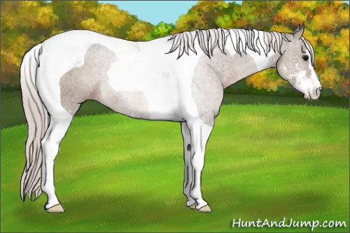 Horse Color:Silver Black Sabino Tobiano Rabicano 