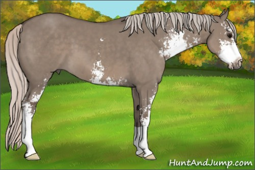 Horse Color:Silver Grullo Sabino 