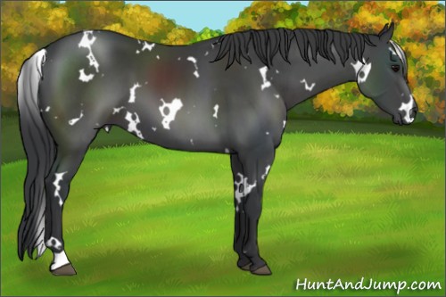 Horse Color:White Spotted Black 